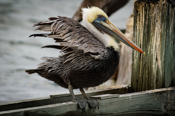 pelican on the beach