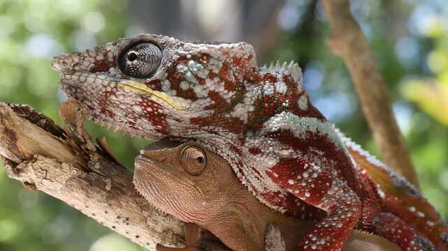 pair of panther chameleon, copulation, close  780