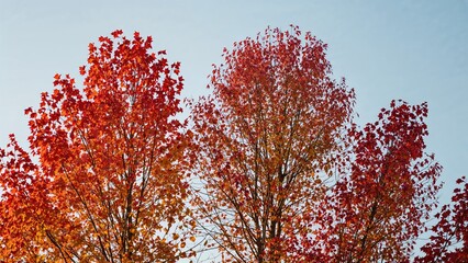 Autumn trees with red and orange leaves against a clear blue sky.