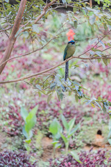 kingfisher on branch