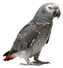 Naklejka premium Grey Parrot Isolated on White, Side View