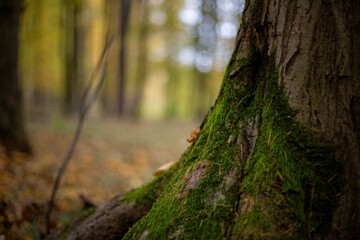 Autumn town colors with sun
