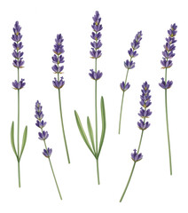 Obraz premium Watercolor Lavender Stems Isolated on White Background