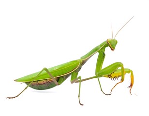 A bright green mantis stands poised against a white background, facing toward the left