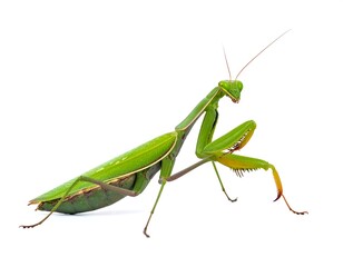 A bright green praying mantis stands out against a stark, pure white background