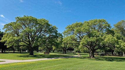 Lush green park with large trees under a bright blue sky.