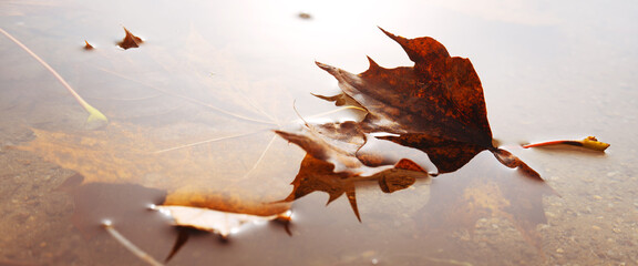 An autumn leaf floats on a calm water surface in a lake. Nature scene on a misty autumn morning.