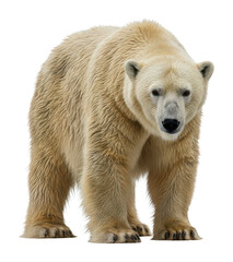 Majestic polar bear isolated on white background, looking at the viewer, full body shot, powerful animal, arctic wildlife, conservation concept.