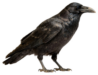 Obraz premium Full body profile portrait of a black raven or crow, isolated on white, showing feathers, beak, feet, and details, in a naturalistic style.
