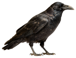 Full body profile portrait of a black raven or crow, isolated on white, showing feathers, beak, feet, and details, in a naturalistic style.