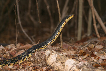 Madagascan giant hognose, Leioheterodon madagascariensis 140