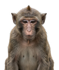Fototapeta premium Portrait of a Young Macaque Monkey on White Background