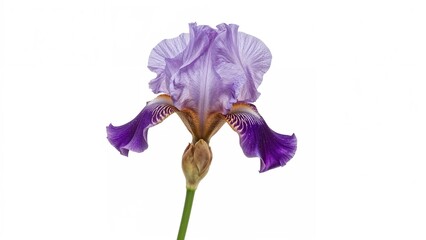 Purple iris flower with ruffled petals and green stem.