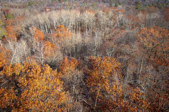 Birds-eye view of forest tree tops in autumn
