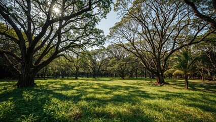 Obraz premium Lush green lawn with large trees and sunlight filtering through the leaves in a park or garden setting.