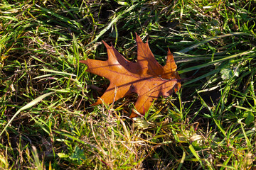 ​A solitary, bright brown oak leaf with jagged edges rests on a carpet of lush, green grass, illuminated by the warm rays of the autumn sun.