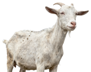 Contented white goat standing with eyes closed on a clear background in natural light, domesticated farm animal portrait with small horns and light