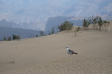 Möwe in den Dünen von Maspalomas