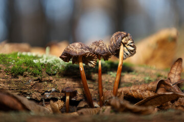 ​A cluster of small mushrooms with thin stems and brown caps grows from an old log covered with bright green moss. The sharp foreground contrasts with the soft blurred background, highlighting the bea