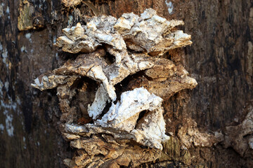 An unusual, dry, lumpy white fungal formation grows on the dark, rough bark of an old tree or log. The close-up emphasizes the texture and color, showcasing natural decay and fungal life in the forest