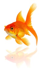 A bright orange goldfish with flowing fins swims, mirrored slightly below