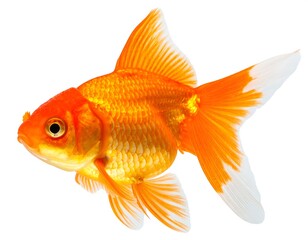 A bright orange goldfish swims, fins spread, scales catching light, against white
