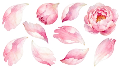 Watercolor Pink Peony Flower and Petals Illustration