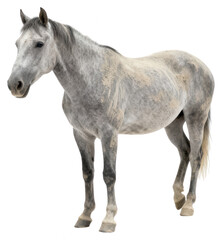 Fototapeta premium Elegant Dapple Grey Horse Standing - Isolated on White