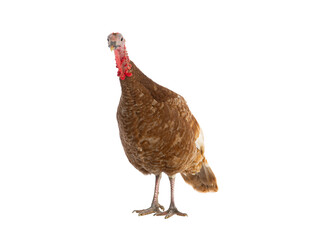 brown female turkey isolated on white background