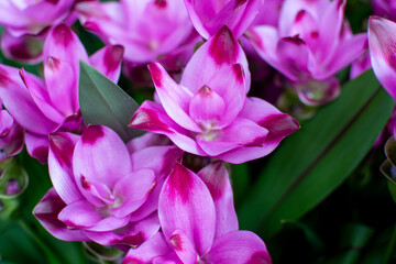 Close-up of Vibrant Pink Curcuma Flowers (Siam Tulip) in Full Bloom