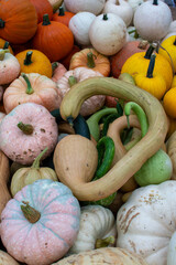 A Bountiful Pile of Multi-Colored Ornamental Pumpkins and Gourds