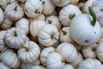 A Bountiful Pile of Small White Pumpkins and Gourds