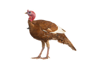 brown turkey isolated on white background