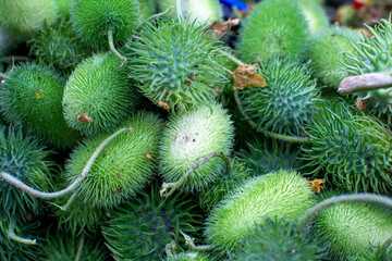 Close-up of Fresh Spiky Green Bur Gherkins (Cucumis anguria) for Harvest