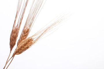 Dry ears of wheat on a white background