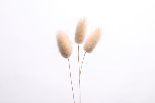 Dry lagurus grass on white background