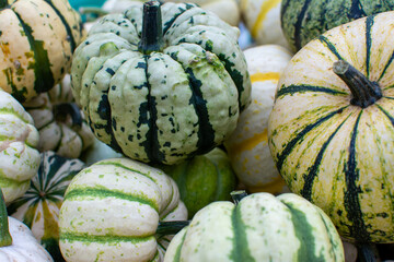 Close-up of Variegated White, Yellow, and Green Ornamental Pumpkins and Gourds
