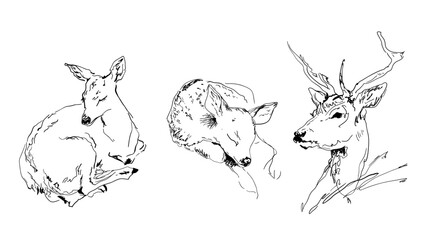 Deer Family Line Art — Minimalist Wildlife Drawing