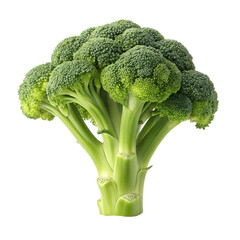 broccoli isolated on transparent white background clipping path