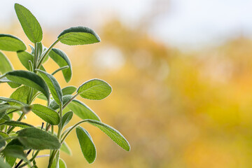 Close-up of fresh sage leaves with a soft blurred background in natural daylight. Perfect for illustrating concepts related to nature, herbal medicine, cooking ingredients, organic lifestyle, or fresh