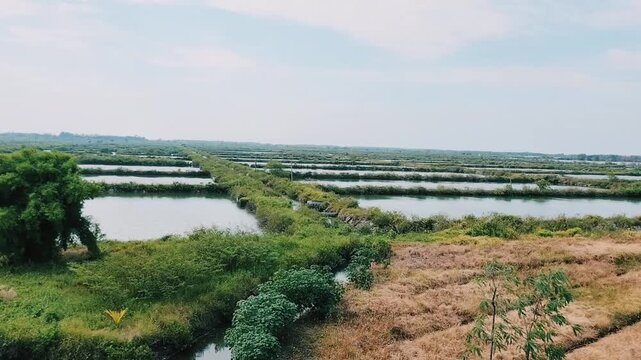 Beautiful view of a fish pond or shrimp pond (tambak), with trees and blue sky background. Selective focus.
