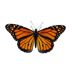 Fototapeta premium A monarch butterfly with orange and black wings displayed against a stark black background in a studio shot