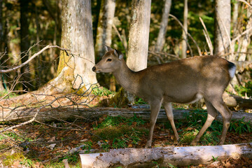 野生のシカ