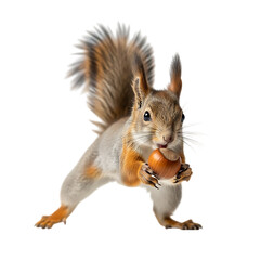 Obraz premium Squirrel with Nut: A captivating close-up of a squirrel, delicately holding a nut. This delightful creature is showcased in all its charm. The image offers a glimpse into nature's simple pleasures.