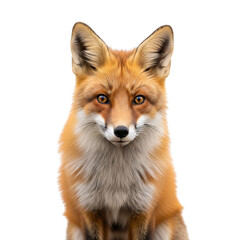 Fototapeta premium Red Fox Portrait: A close-up shot of a stunning red fox, its fiery fur contrasting elegantly against a soft background. It gazes straight into the camera.
