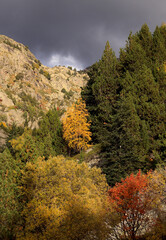 autumn forest in the mountains
