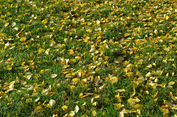Autumn leaves on green grass.j