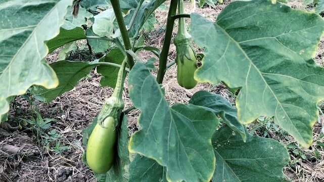 Slow motion. Closeup footage of Fresh organic eggplant in garden. Green eggplant, with green leaves grow in the organic vegetable garden. 
