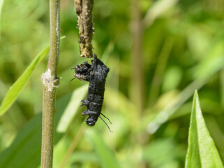 A dead blackened monarch butterfly caterpillar hanging from a plant