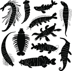 Minimalist black line art sea cucumber species collection, clean white background, smooth edges, scientific illustration style, labeled shapes, premium vector design, no shading, bold outlines 2